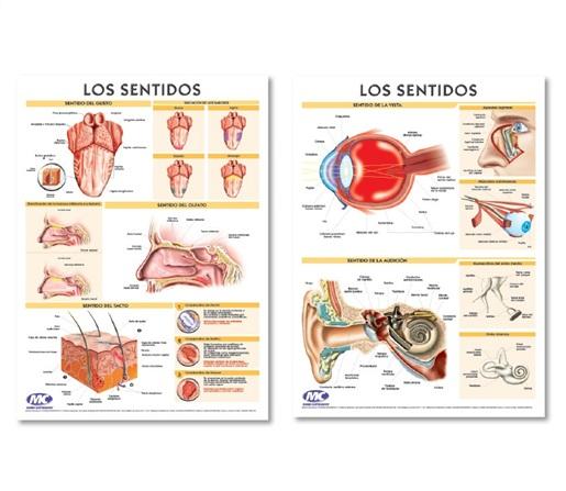 LAMINA MURAL ANATOMIA M.C 72X102CM D.FAZ LOS SENTIDOS
