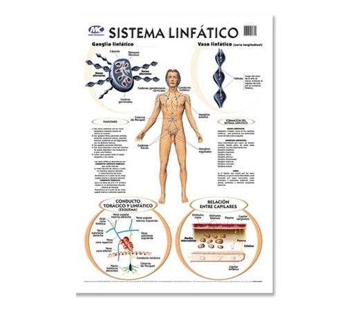 LAMINA M.C N°5 ANATOMIA - SISTEMA LINFATICO X10