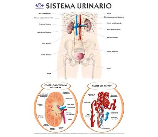 LAMINA M.C N°5 ANATOMIA - SISTEMA URINARIO X10