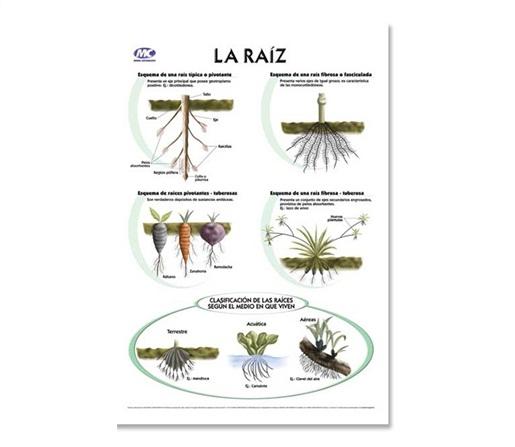 LAMINA M.C N°5 BOTANICA - LA RAIZ X10