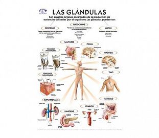 LAMINA M.C N°5 ANATOMIA - LAS GLANDULAS X10