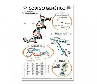 LAMINA M.C N°5 ANATOMIA - CODIGO GENETICO X10