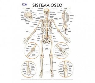LAMINA M.C N°5 ANATOMIA - SISTEMA OSEO X10