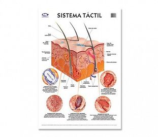 LAMINA M.C N°5 ANATOMIA - SISTEMA TACTIL X10