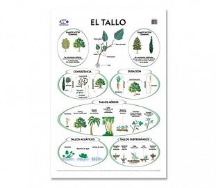 LAMINA M.C N°5 BOTANICA - EL TALLO X10