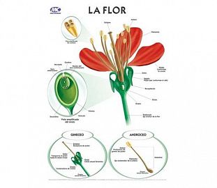 LAMINA M.C N°5 BOTANICA - LAS FLORES X10