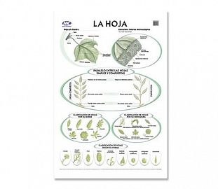 LAMINA M.C N°5 BOTANICA - LA HOJA X10