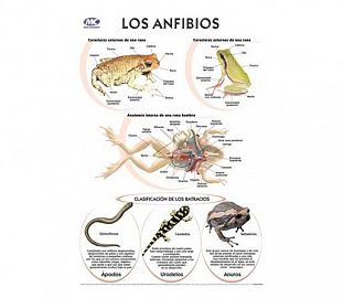 LAMINA M.C N°5 ZOOLOGIA - LOS ANFIBIOS X10