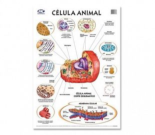 LAMINA M.C N°5 ZOOLOGIA - CELULA ANIMAL X10